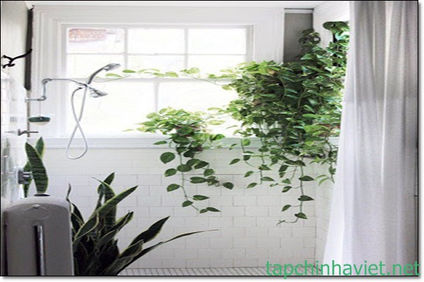 trồng c&acirc;y xanh gi&uacute;p khử bồn cầu h&ocirc;i