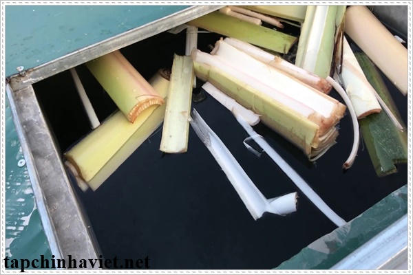 chuối l&agrave;m sạch nước trong bể