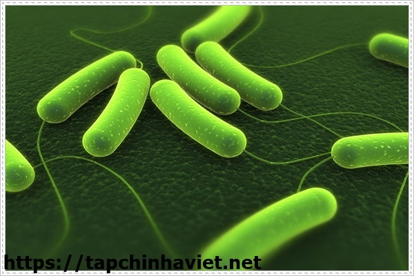 vi sinh vật g&oacute;p phần xử l&yacute; &ocirc; nhiễm đất.